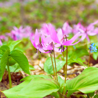 Corydalis (Yanhusuo Plant)