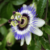 Passionflower