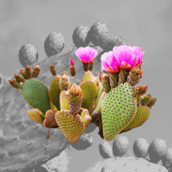 Prickly Pear